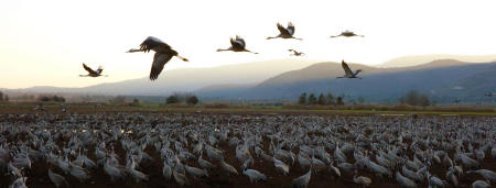 Bird Migration, Hula Valley